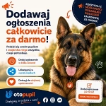 Koty na sprzedaż i do adopcji – odkryj ogłoszenia na OtoPupil.pl