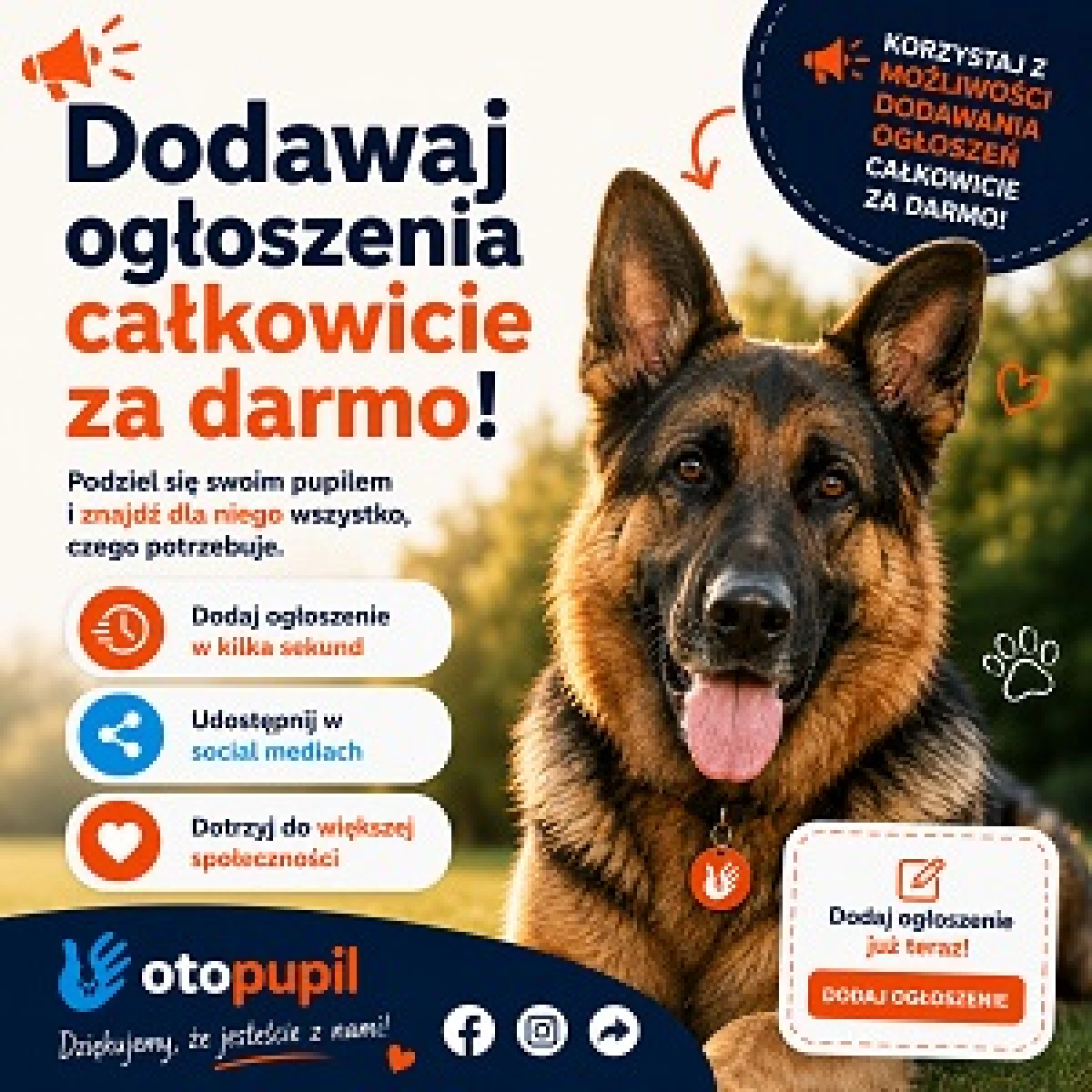 Koty na sprzedaż i do adopcji – odkryj ogłoszenia na OtoPupil.pl